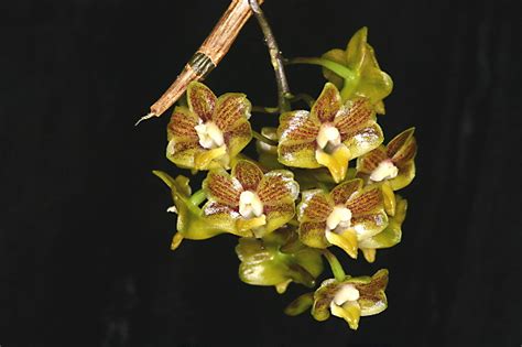 Dendrobium Hymenophyllum