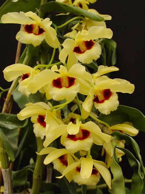 Dendrobium Illustre