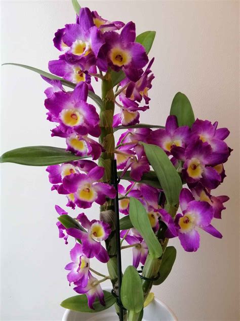 Dendrobium Images