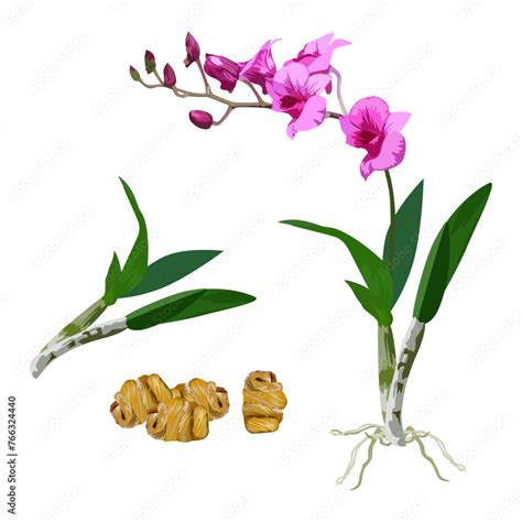 Dendrobium In Chinese