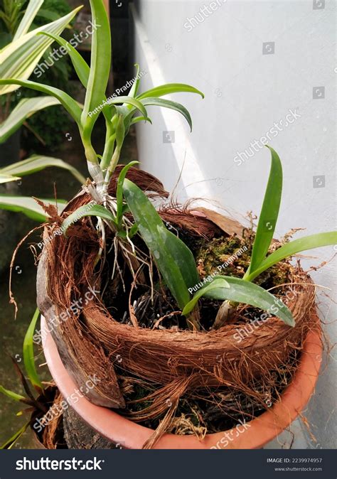Dendrobium In Coconut Husk