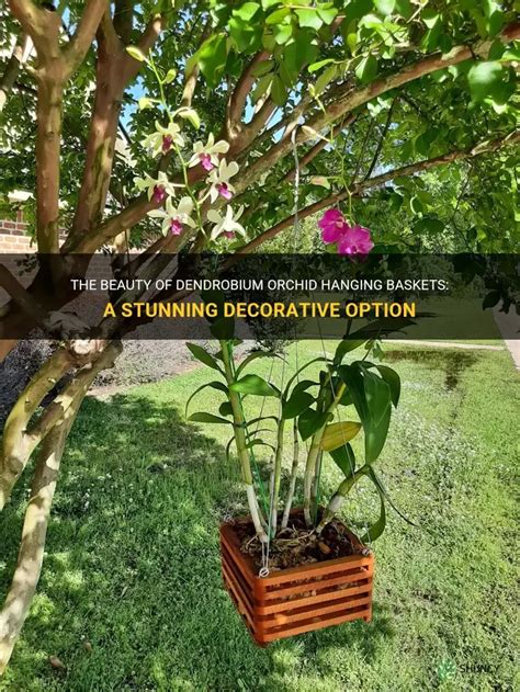 Dendrobium In Hanging Basket