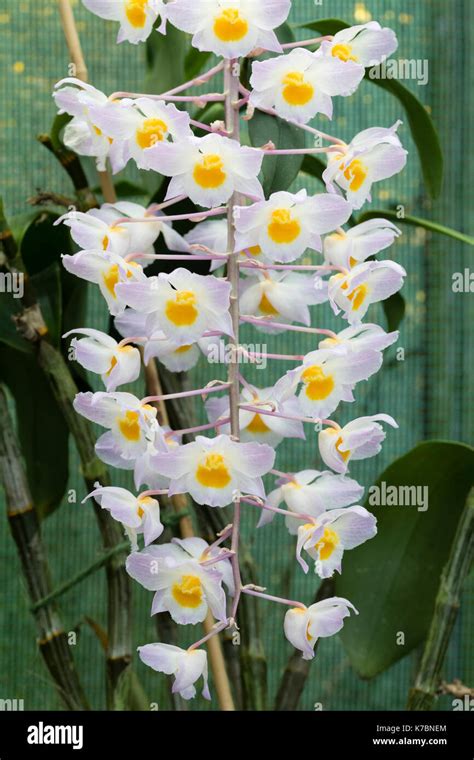 Dendrobium In Vietnamese