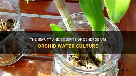 Dendrobium In Water Culture