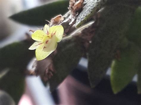 Dendrobium Indivisum