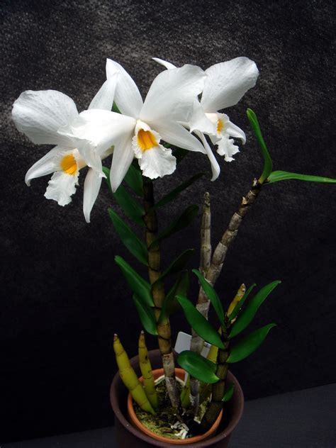 Dendrobium Infundibulum
