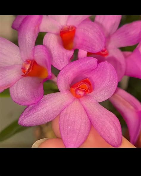 Dendrobium Intermediate