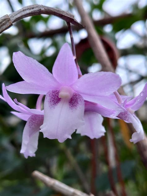 Dendrobium Intricatum