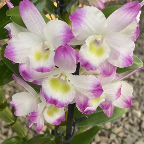 Dendrobium Irene Smile