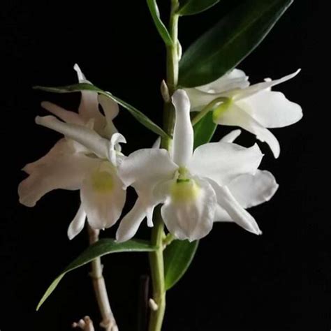 Dendrobium Ise
