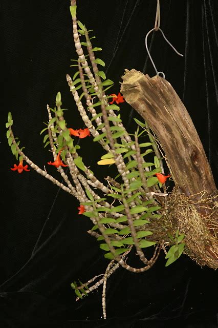 Dendrobium Jacobsonii