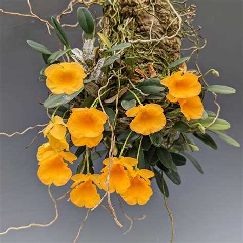 Dendrobium Jenkinsii For