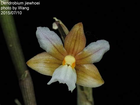 Dendrobium Jiewhoei