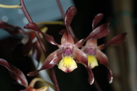 Dendrobium Johannis