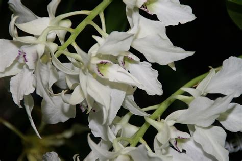 Dendrobium Johnsoniae