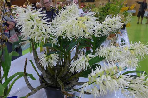 Dendrobium Jonesii
