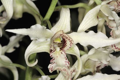 Dendrobium Joyce Kelly