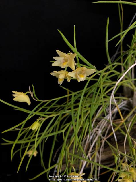 Dendrobium Junceum