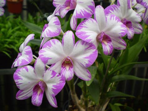 Dendrobium K