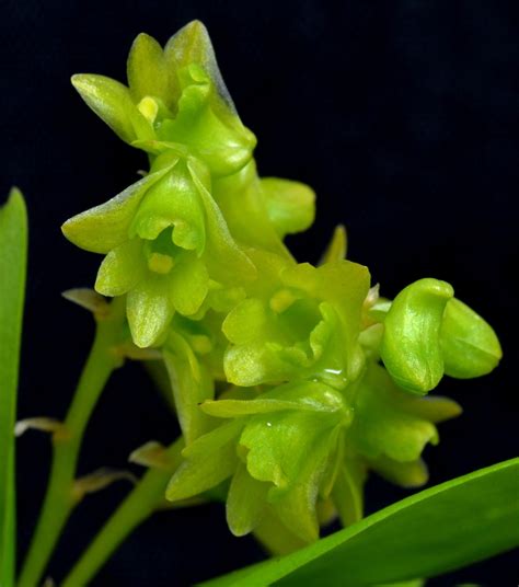 Dendrobium Kanburiense
