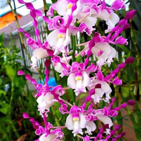 Dendrobium Keriting