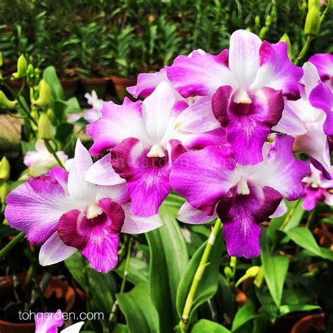 Dendrobium King Dragon