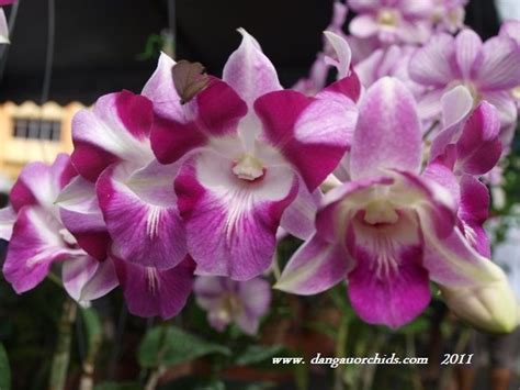 Dendrobium King Dragon Princess