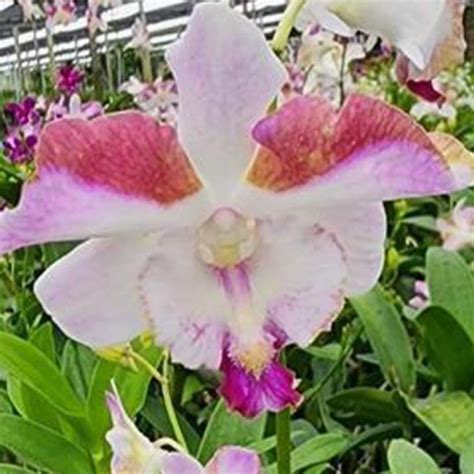 Dendrobium King Dragon Red