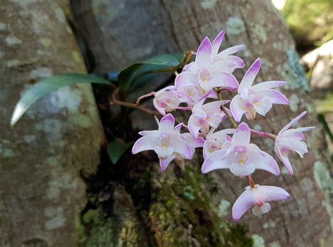 Dendrobium Kingianum For