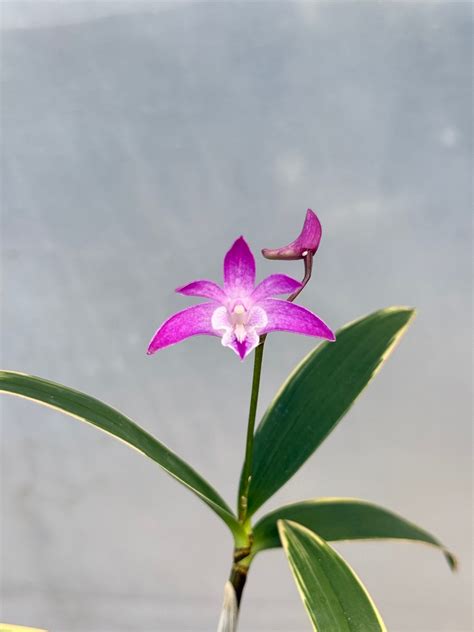 Dendrobium Kingianum Fragrant