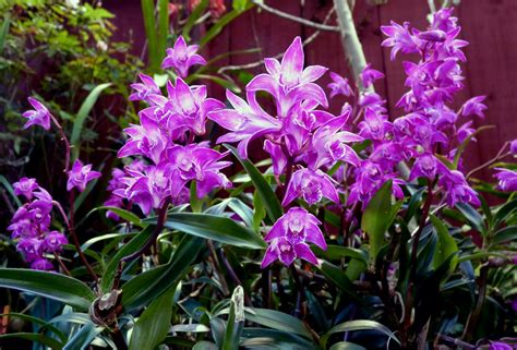 Dendrobium Kingianum How To Grow