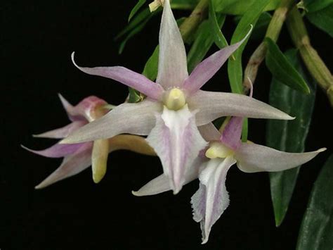 Dendrobium Klabatense