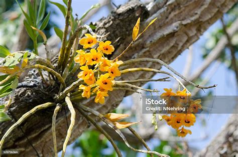 Dendrobium Kuning