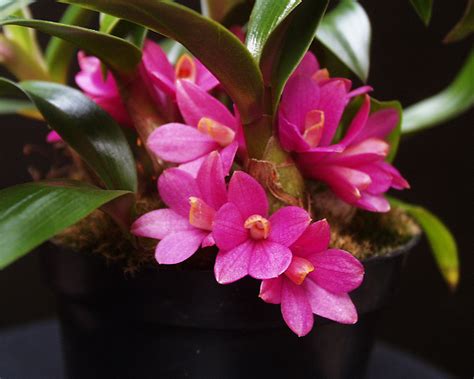 Dendrobium Laevifolium
