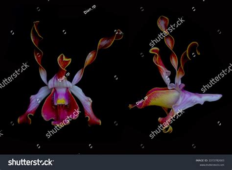 Dendrobium Lasianthera