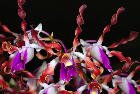 Dendrobium Lasianthera Sepik Blue