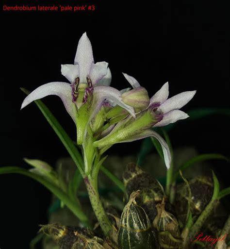 Dendrobium Laterale