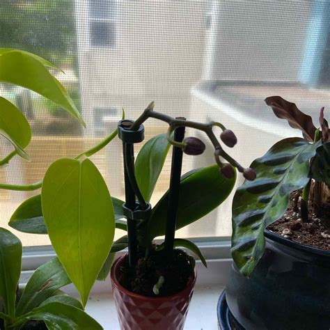 Dendrobium Leaves Curling