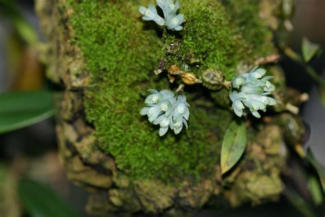Dendrobium Leucocyanum