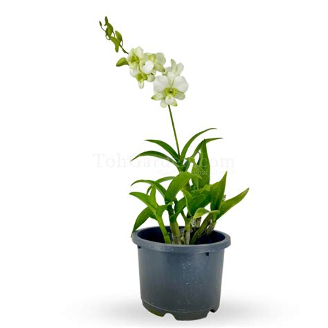 Dendrobium Liberty White