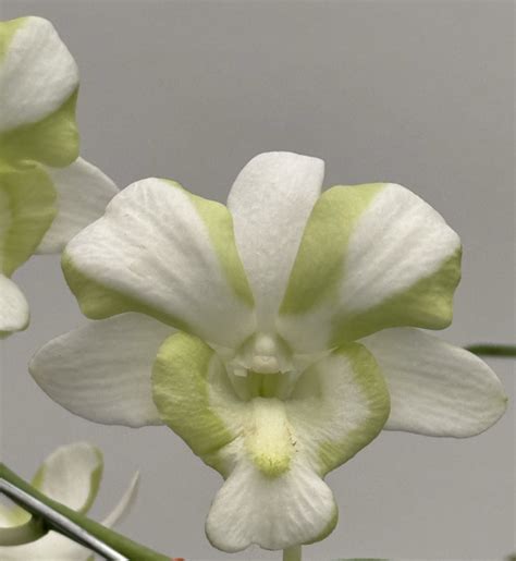 Dendrobium Liberty White Mutation