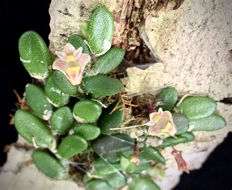 Dendrobium Lichenastrum