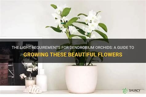 Dendrobium Light Requirements