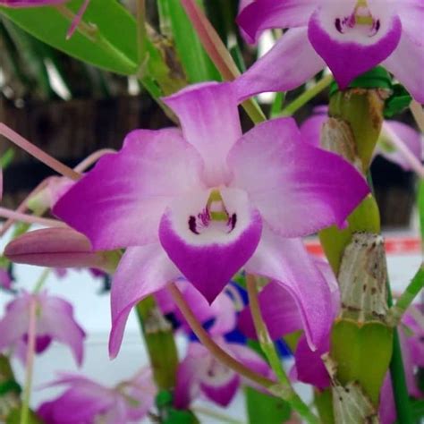 Dendrobium Linawianum