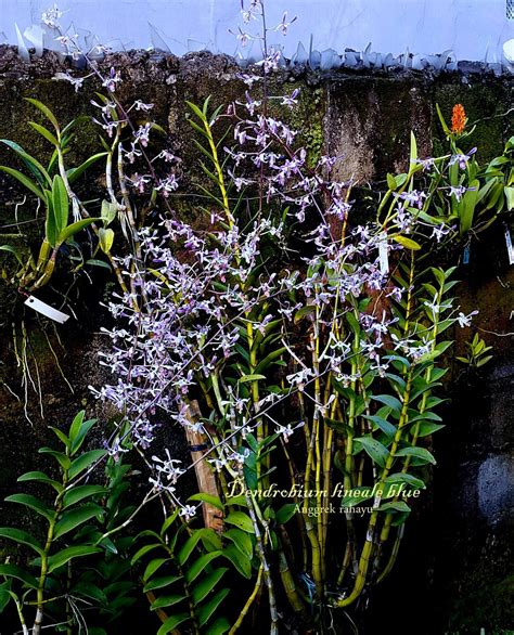 Dendrobium Lineale