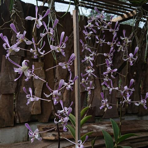Dendrobium Lineale Blue