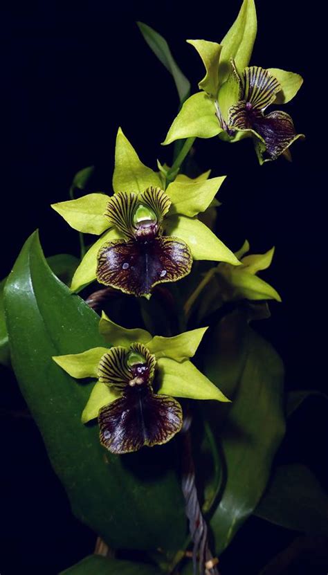 Dendrobium Little Green Apples