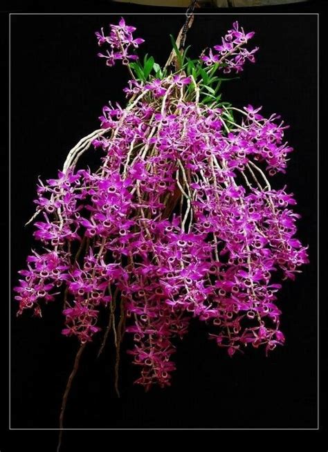 Dendrobium Lituiflorum