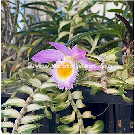 Dendrobium Loddigesii Variegated