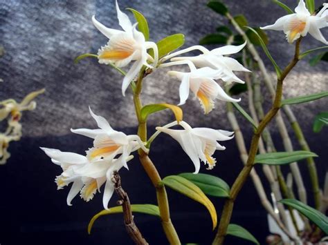 Dendrobium Longicornu